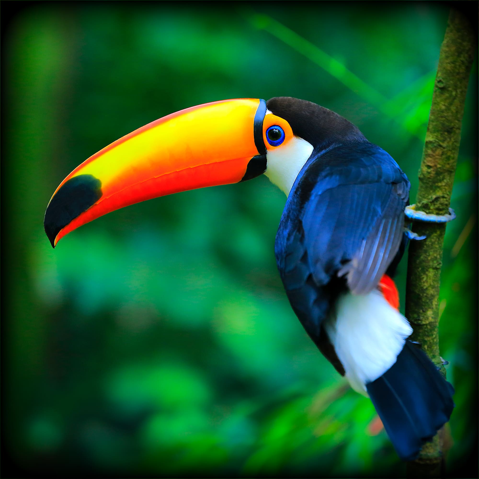 Brighter-vivid-projection-Image
