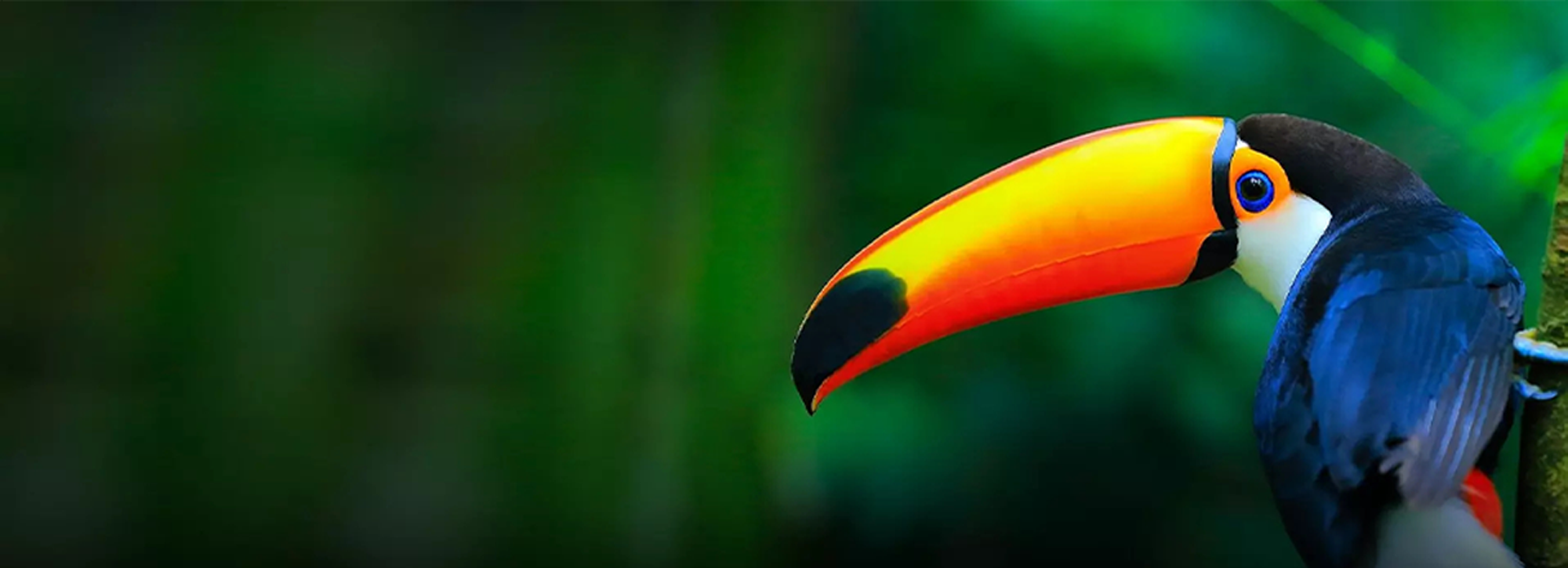 Brighter-vivid-projection